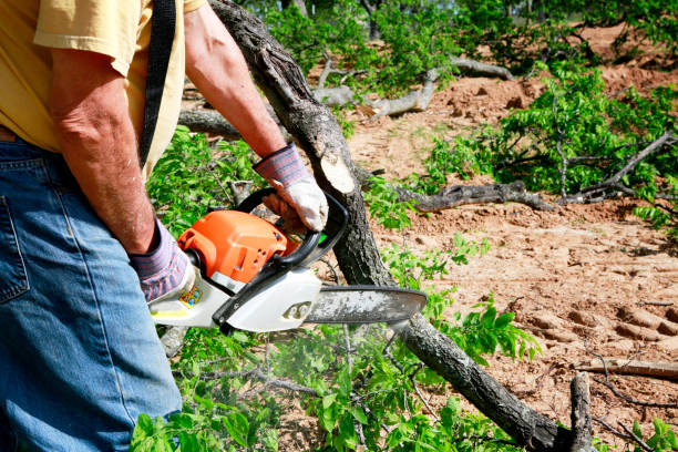 Large Tree Removal in Augusta, AR